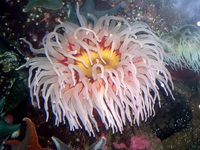 Морская актиния