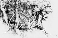 Группа деревьев (Тициан, 16 век)
